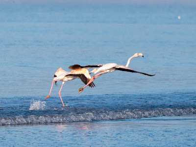 Great Flamingos at Oropos Lagoon