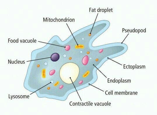 Amoeba sp. merupakan protista heterotrof dan memiliki nukleus serta mitokondria