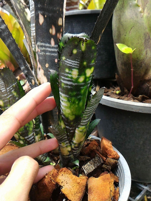 How To Grow Billbergia ビルベルギア エクメア ケスネリアの育て方