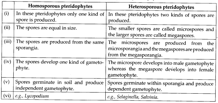 Solutions Class 11 Biology Chapter -3 (Plant Kingdom)