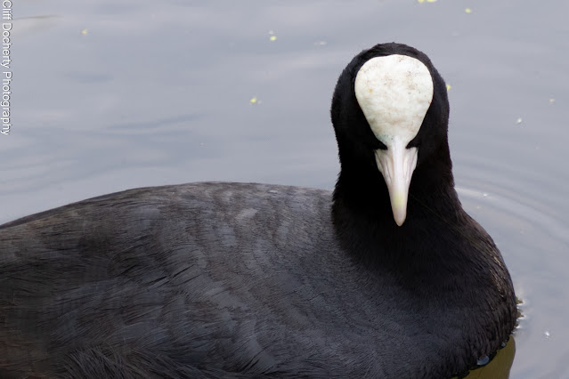 Black river bird on the Lea