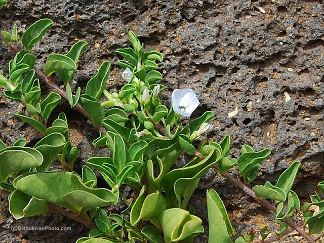 Jacquemontia ovalifolia ssp. sandwicensis