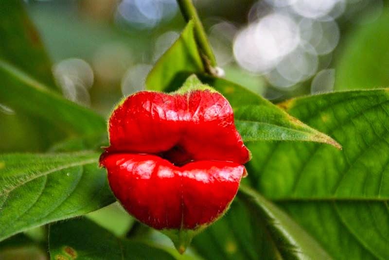 Psychotria Elata or Flower Lips | The Kissable Flower