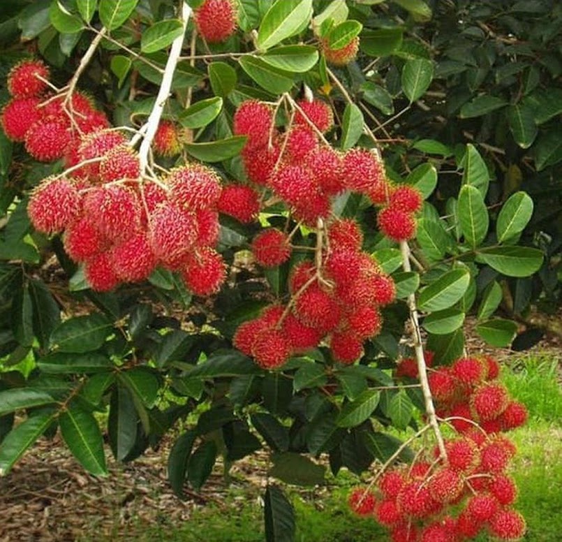 tanaman buah rambutan binjai bibit pohon binjay Payakumbuh