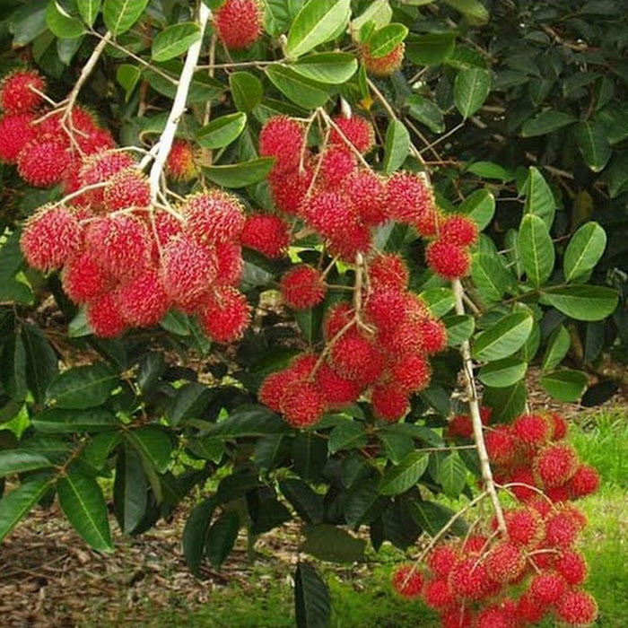 Bibit Rambutan Binjai