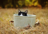 Cat in the Pot 5