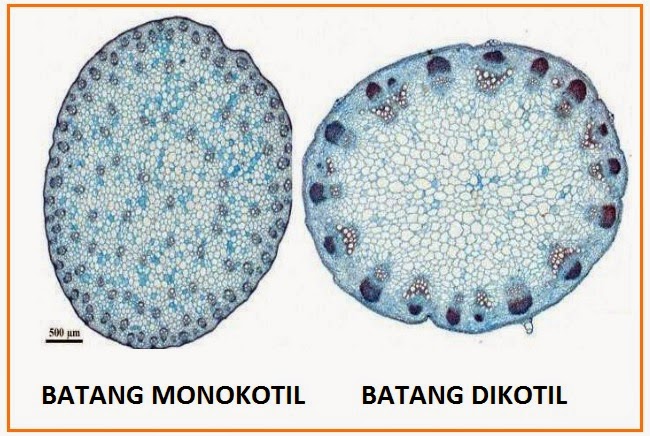 BIOLOGI GONZAGA MONOKOTIL  DIKOTIL 