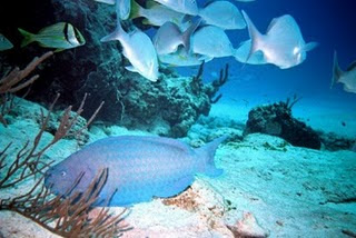 Blue parrot fish