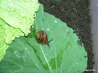 Terrário para caracóis