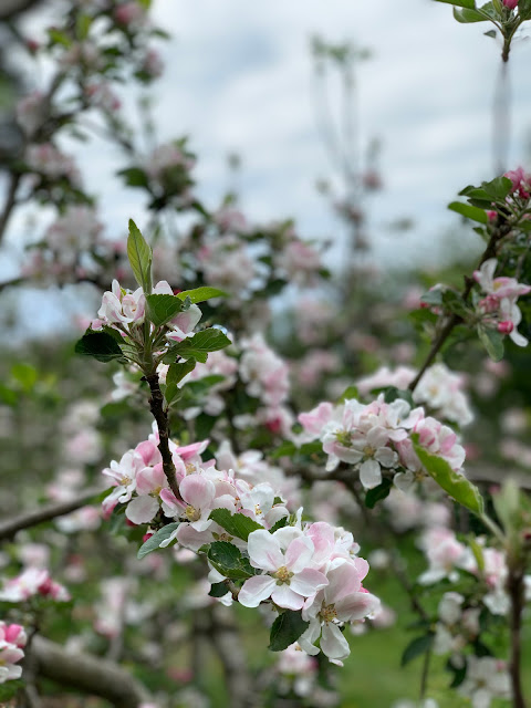 White and pink blossom