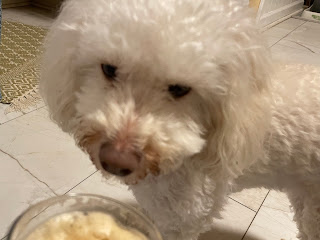 A blurry picture of Lottie sniffing my beer.