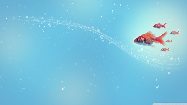 goldfish, hq wallpapers