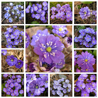 Печёночница благородная  (Hepatica nobilis var.nobilis f. semiplena)  серия «Псковская Красавица»  Печёночница благородная Hepatica nobilis var.nobilis купить печёночницу купить махровые печёночницы печёночницы селекция Константиновой Натальи