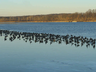 Canada Geese.  Click to enlarge