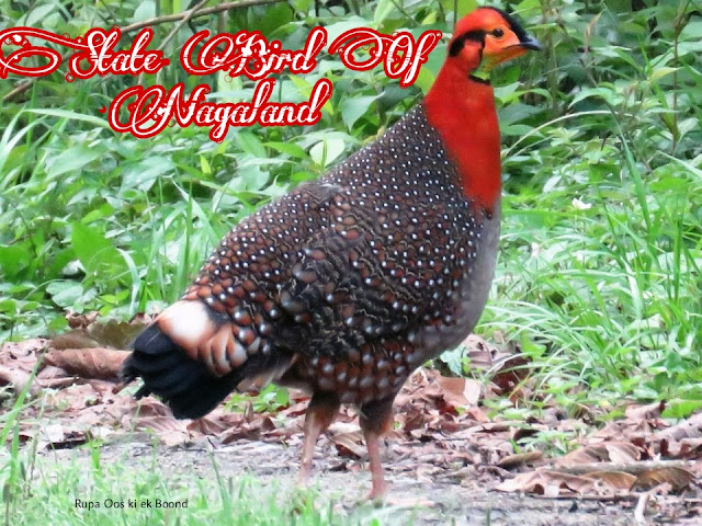 नागालैंड का राजकीय/राज्य पक्षी || STATE BIRD OF NAGALAND || ब्लिथ का ट्रैगोपेन (Tragopan blythii /Blyth’s Tragopan )