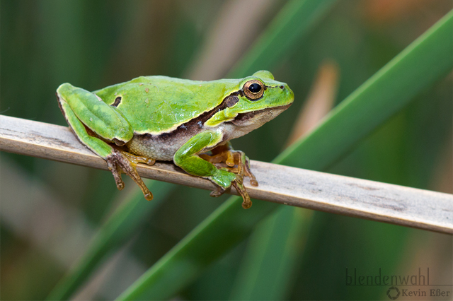 European Tree Frog - Hyla arborea