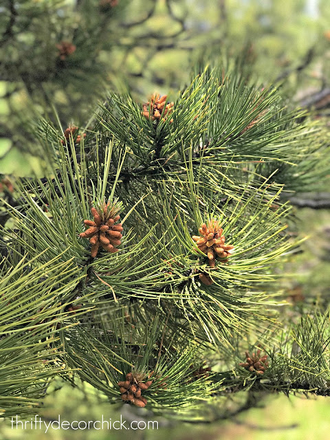 Pine trees Black Hills