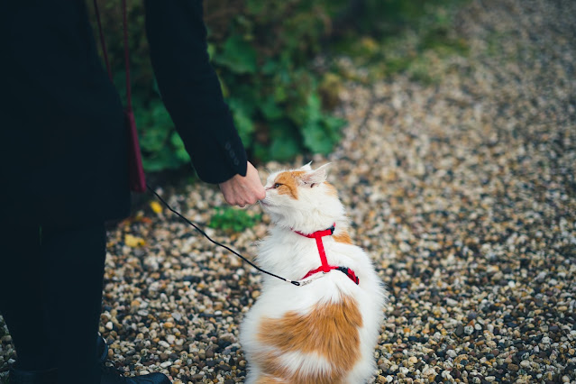 How to teach a cat to walk on leash