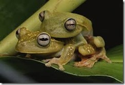 Frogs copulating_thumb