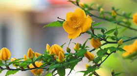 yellow-color-roses-type-flowers-with-leaves