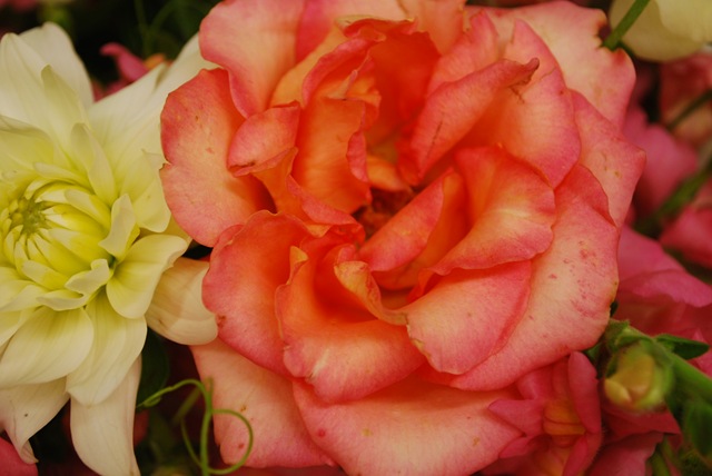 After I gave her my schpeal I offered her locally grown red tulips instead