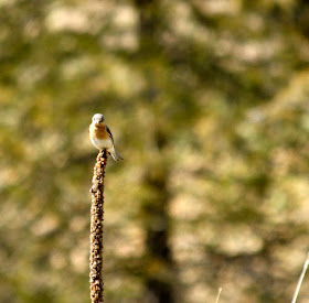 early May, bluebird weather