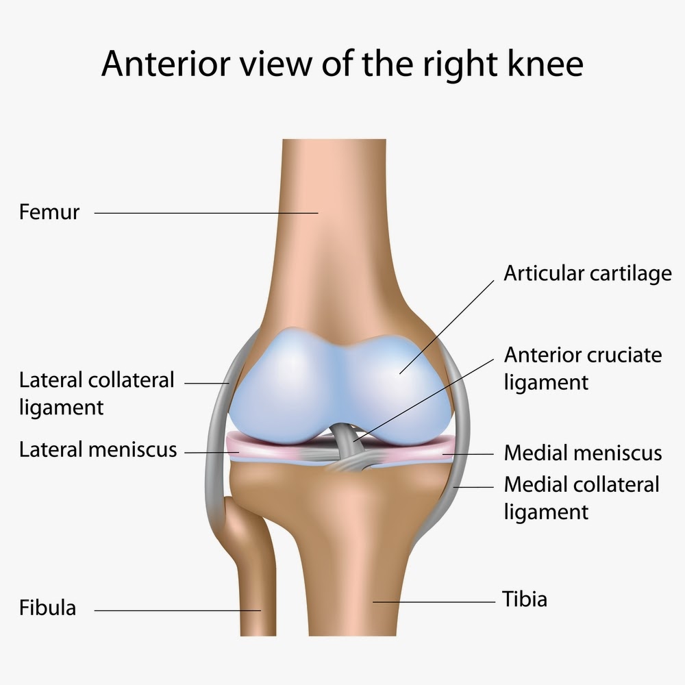 Anterior view of the right knee