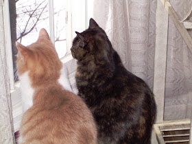 Paisley and Webster: a cream-and-white tabby and a tortoiseshell cat looking out a window together.