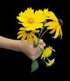 child's hand holding daisies