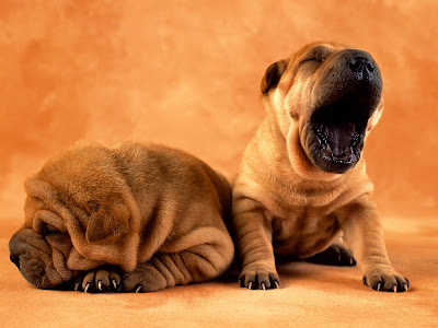 Cute Puppies For Backgrounds. 02 Cute Big Yawn Puppy