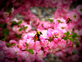 Bumblebee on Rose Tree of China Bush