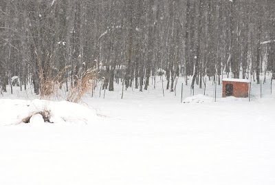 blizzard chickens