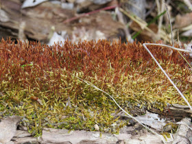 moss with sporangia
