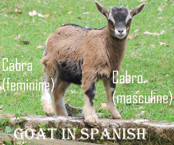 How To Say Goat In Spanish