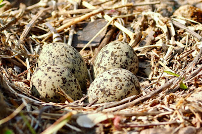 "Red-wattled Lapwing - Vanellus indicus nest with eggs"