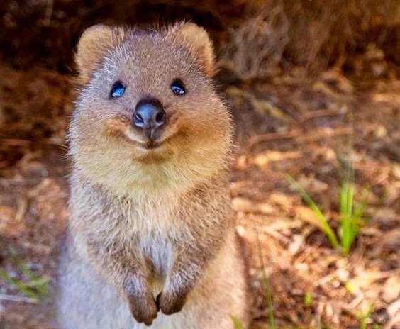 Quokkas: Australia's Smiling Marsupials