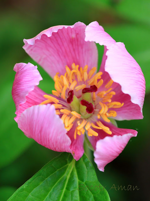 Paeonia obovata