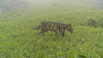 Elusive Clouded Leopard Caught on Camera at High Altitude Himalayan Forest