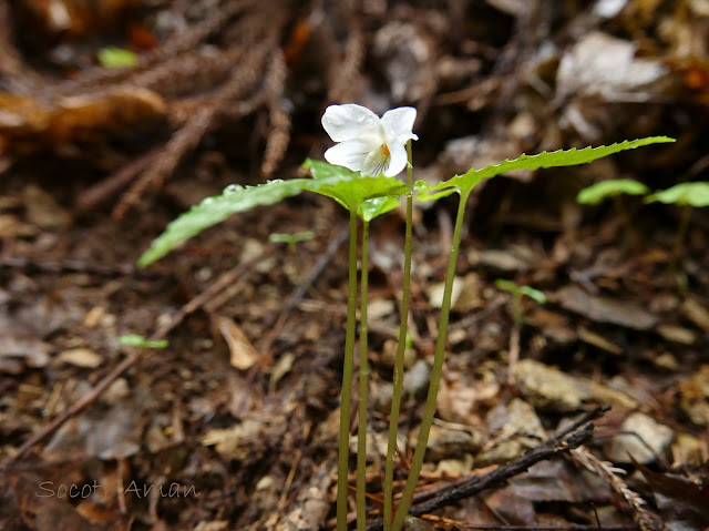 Viola bissetii