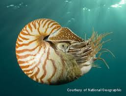 Nautilus sp.