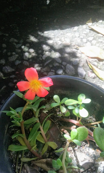 Alegria de loucos por plantas é receber mudinhas novas. E eu, louca por Onze-horas que sou, pirei ainda mais com as novas cores que chegaram.  Infelizmente, não deu tempo de fotografar as flores delas, como eram galhos sem raiz, murcharam muito rápido. 
