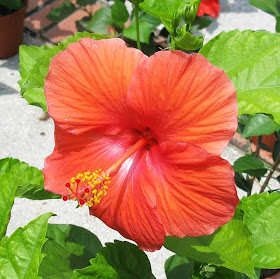 Malaysia's national flower the hibiscus or bunga raya