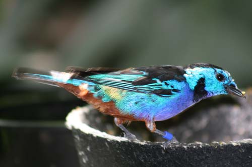 Tanagers