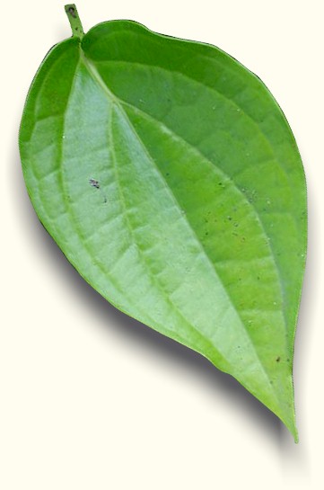 KHASIAT DAUN SIRIH KHASIAT DAUN SIRIH