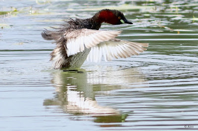 "Little Grebe - Tachybaptus ruficollis,resident flapping its wings."
