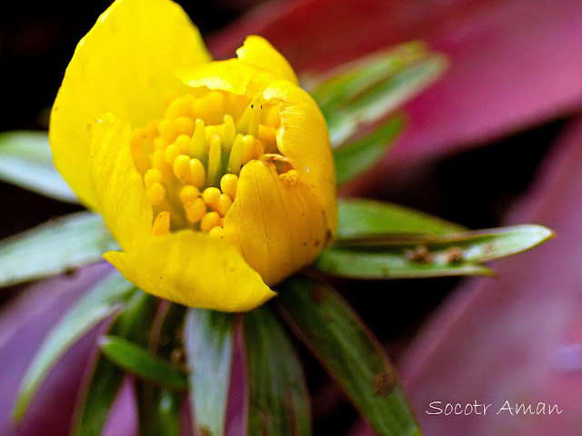 Eranthis cilicica