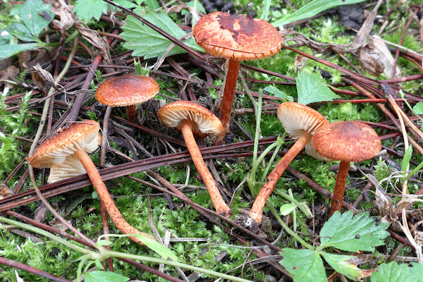 Lepiota castanea