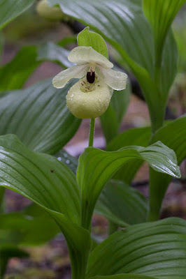 Cypripedium flavum care and culture