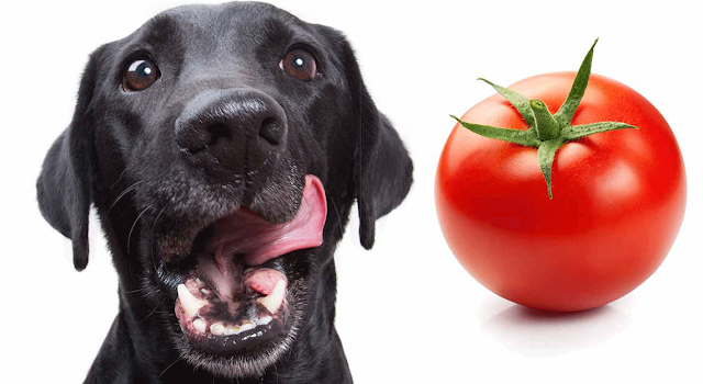 Can Dogs Eat Tomatoes? Are Tomatoes Poisonous For Dogs?