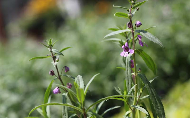 Angelonia Flowers Pictures